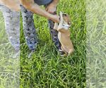 Small #5 Italian Greyhound Mix