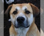 Small #4 Anatolian Shepherd Mix