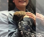 Small #3 American Bully-French Bulldog Mix