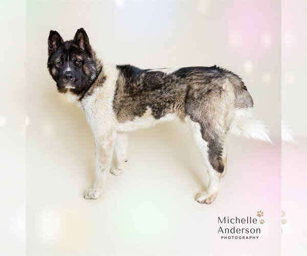 Medium Photo #2 Akita Puppy For Sale in Corona, CA, USA