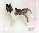 Small #1 Akita