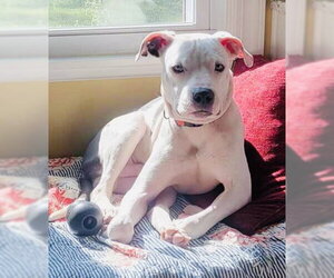 Monteray - Male American Pit Bull Terrier-Unknown Mix Dog for Adoption - Photo #36