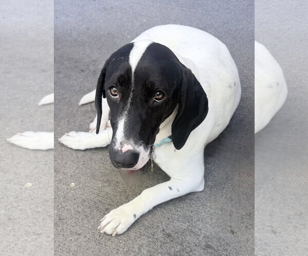 Medium Photo #5 Basset Hound-Unknown Mix Puppy For Sale in Petaluma, CA, USA