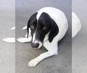Pickle (Sacramento) - Female Basset Hound-Unknown Mix Dog for Adoption - Photo #5