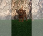Small #3 Goldendoodle (Miniature)