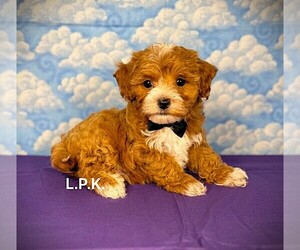 Maltipoo Puppy for sale in WINNSBORO, LA, USA