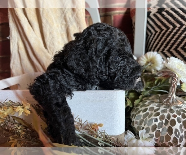 Medium Photo #2 Poodle (Standard) Puppy For Sale in PLYMOUTH, IN, USA