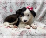 Small #9 Australian Shepherd