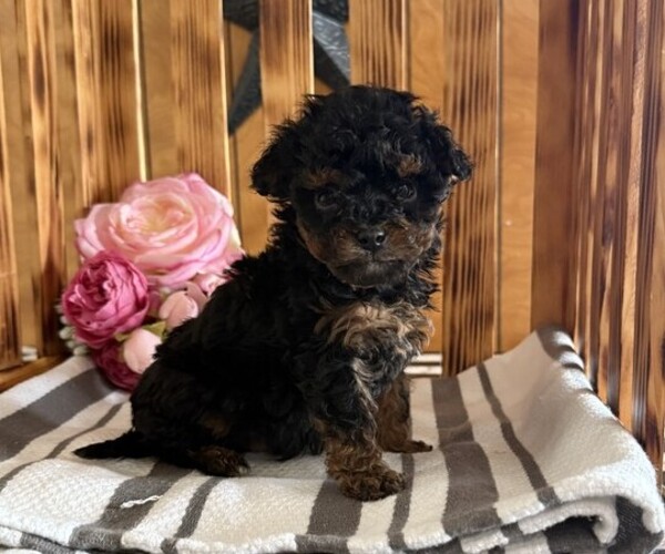 Medium Photo #4 Poodle (Miniature) Puppy For Sale in CURTISS, WI, USA