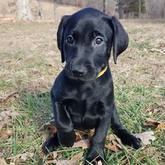 Labrador Retriever Puppy for sale in AVA, MO, USA