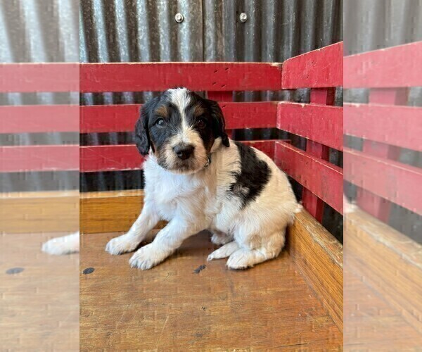 Medium Photo #4 Bernedoodle (Miniature) Puppy For Sale in DENVER, PA, USA