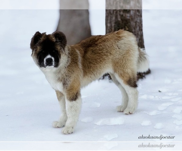 Medium Photo #1 Akita Puppy For Sale in CLINTON, MD, USA