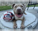Small #1 American Bulldog Mix