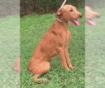 Small #1 Labrador Retriever Mix