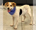 Small #4 Beagle Mix
