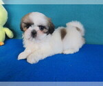 Puppy Gracia Shih Tzu