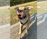 Small #2 Bullboxer Pit