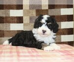 Small #5 Bernedoodle (Miniature)