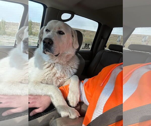 Medium Photo #1 Great Pyrenees Puppy For Sale in Bountiful, UT, USA