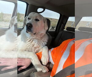 Great Pyrenees Dogs for adoption in Bountiful, UT, USA