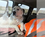 Small Great Pyrenees
