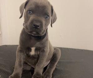 Cane Corso Puppy for sale in JOLIET, IL, USA