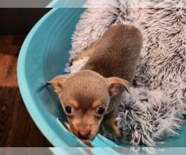 Medium Photo #14 Chihuahua Puppy For Sale in MARIETTA, GA, USA
