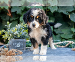 Small Photo #12 Bernedoodle (Miniature) Puppy For Sale in APPLE CREEK, OH, USA