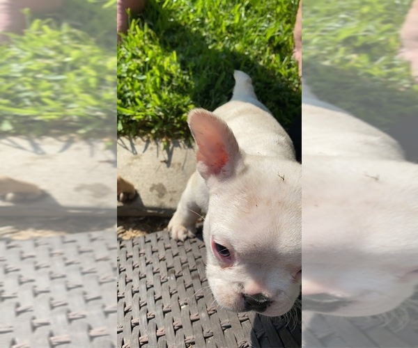 Medium Photo #6 French Bulldog Puppy For Sale in ATWATER, CA, USA