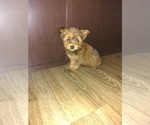 Puppy 3 Yorkshire Terrier