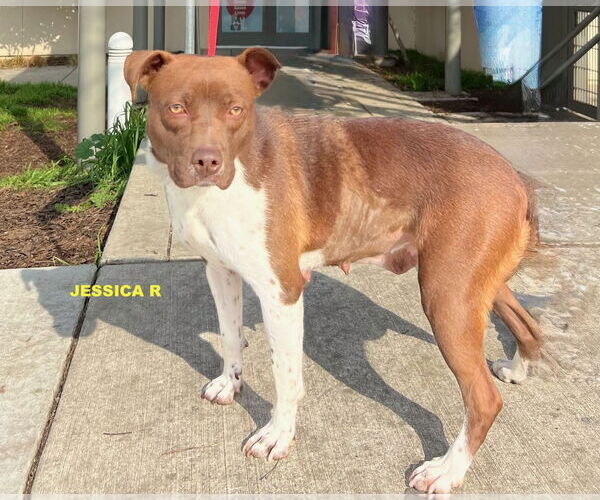 Medium Photo #3 Pointer-Unknown Mix Puppy For Sale in Woodland Hills, CA, USA