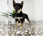 Small #3 Shiba Inu
