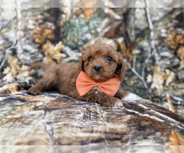 Medium Photo #3 Cavapoo (Miniature) Puppy For Sale in LAKELAND, FL, USA