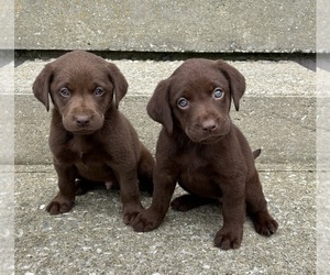 Labrador Retriever Puppy for sale in FRANKLIN, IN, USA