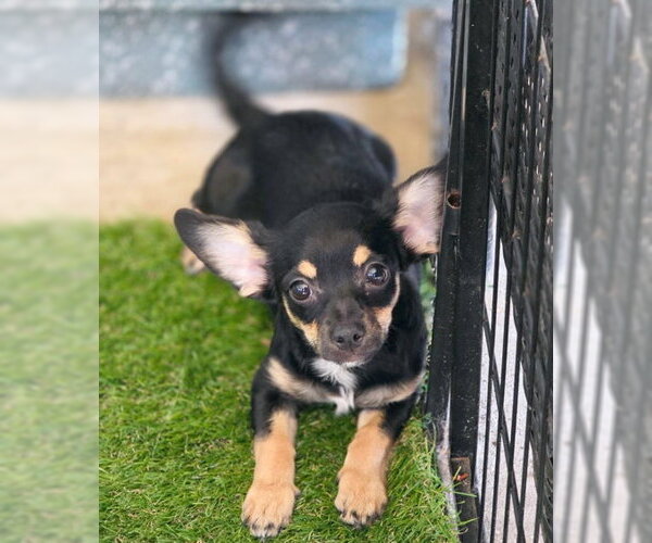 Medium Photo #5 Chiweenie Puppy For Sale in Chino Hills, CA, USA