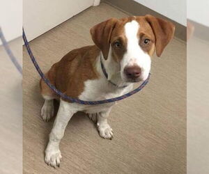Bella - Female Beagle Dog for Adoption - Photo #6