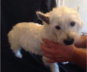 Mother of the West Highland White Terrier puppies born on 06/01/2023