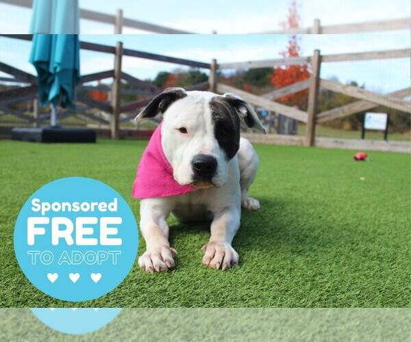 Medium Photo #8 American Bulldog Puppy For Sale in Chestertown, MD, USA