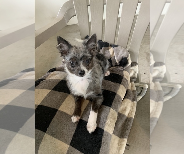 Medium Photo #1 Chihuahua Puppy For Sale in KEAAU, HI, USA