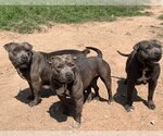 Small Photo #1 Staffordshire Bull Terrier Puppy For Sale in Austin, TX, USA