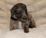 Small #19 Australian Retriever