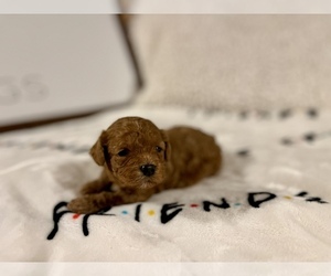 Cavapoo Puppy for sale in CENTER, TX, USA
