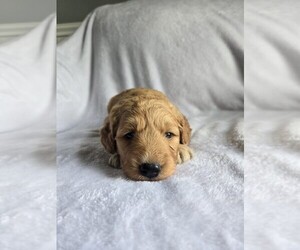 Goldendoodle Puppy for sale in WILLIAMSTOWN, KY, USA