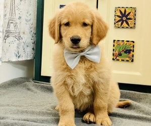 Golden Retriever Puppy for Sale in BAKERSFIELD, California USA