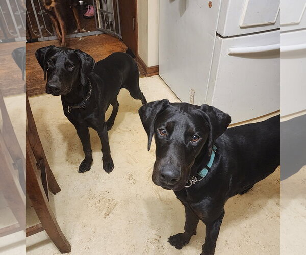 Medium Photo #13 Doberman Pinscher Puppy For Sale in Buffalo, MN, USA