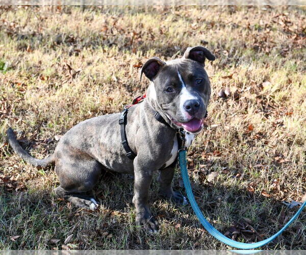 Medium Photo #12 Mutt Puppy For Sale in Glen Allen, VA, USA