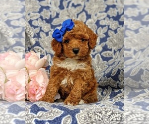 Poodle (Miniature) Puppy for sale in LEOLA, PA, USA