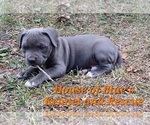 Small #10 American Pit Bull Terrier