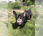 Small #10 French Bulldog