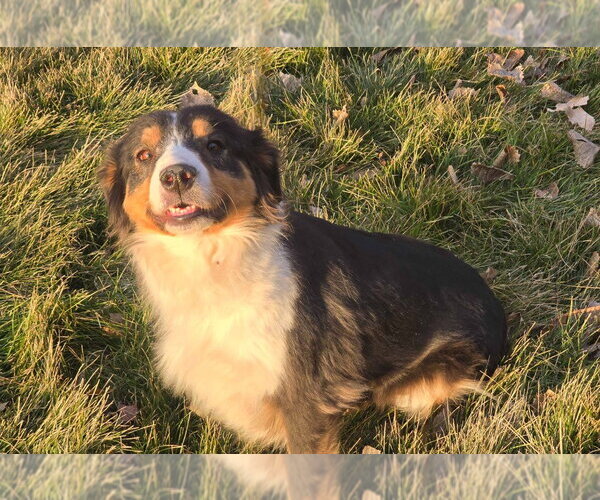 Medium Photo #4 Australian Shepherd-Unknown Mix Puppy For Sale in Salt Lake City, UT, USA